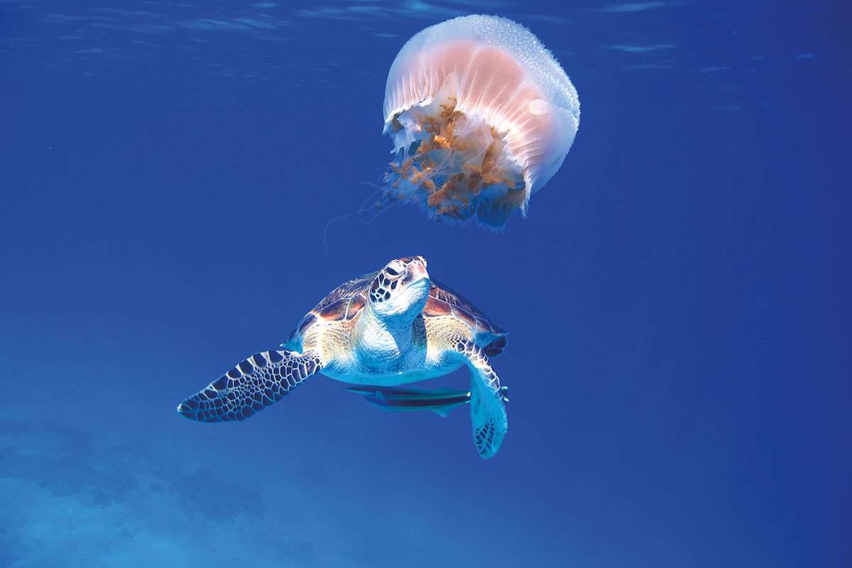 Sea turtle and jellyfish