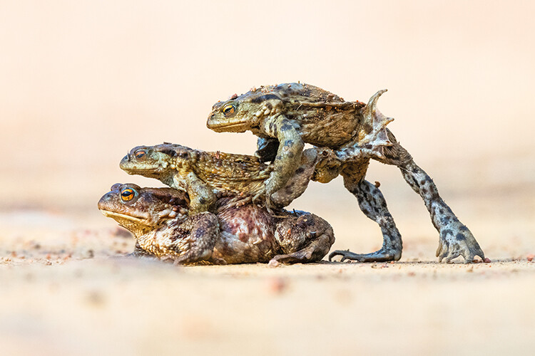 Hitching a Lift, James Roddie; Animal Behaviour, winner.