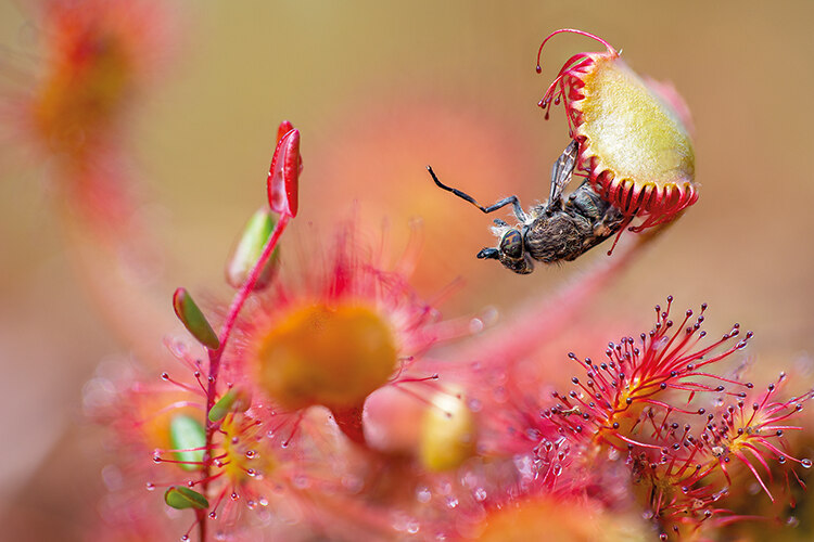 A Poet’s Lunch, Matt Doogue; Botanical Britain, winner