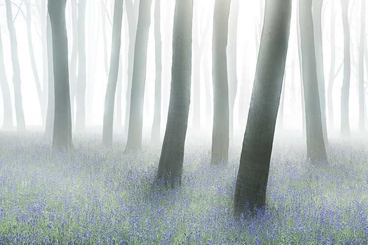 Mystical Forest, Philip Selby; Wild Woods, winner