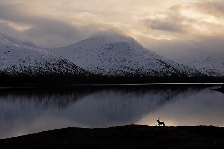 Stag by the Loch Side, Neil McIntyre; Habitat, winner.