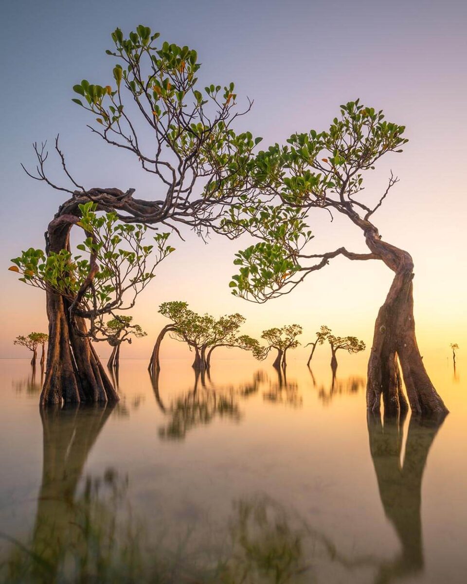 Walakiri Dancing Trees – Loïc Dupuis, Indonesia