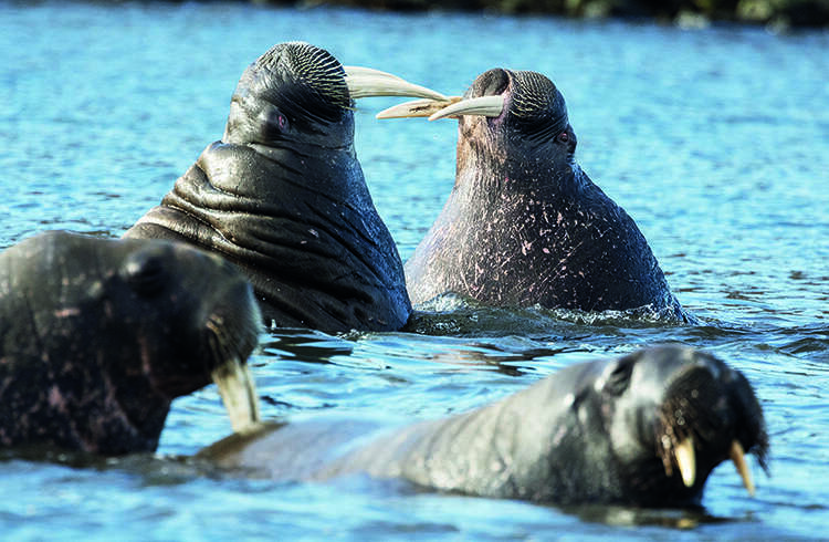 Two walruses rear their tusks at eath other