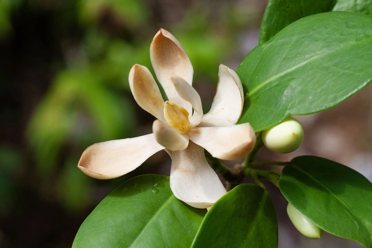 Close up photo of Magnolia ciroorum. This species was first discovered by Fauna & Flora’s in-country partner in 2023. It is named in honour of two prominent Honduran conservationists.