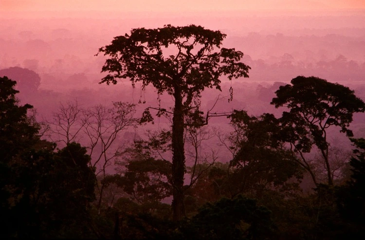 Well preserved primary tropical wet forests nearly reach the sea at Pico Bonito National Park