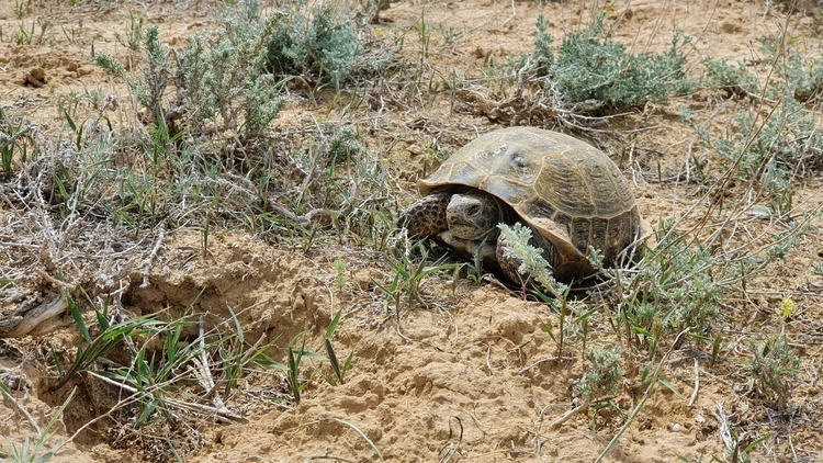 steppe tortoise, Kazakhstan.