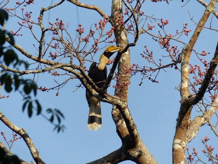 A great hornbill