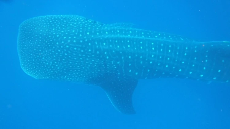 A whale shark