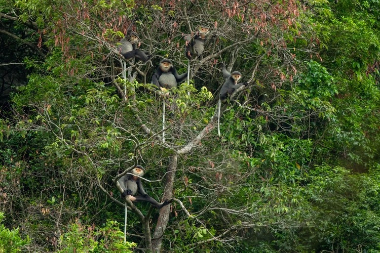 Group of grey-shanked douc langurs in a tree 