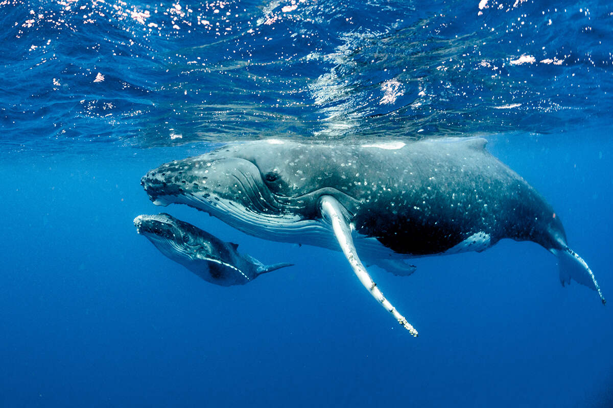 Humpback whale mother and calf