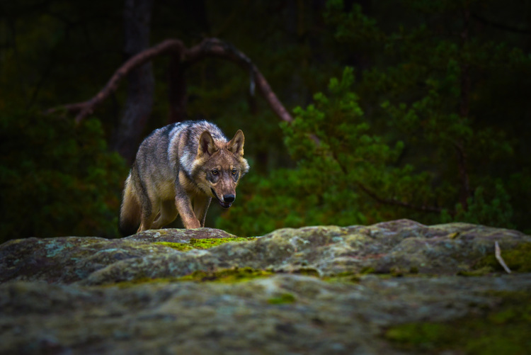 Wolf hunting could be allowed within the EU