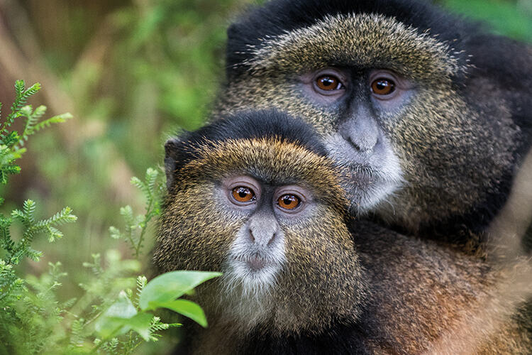 Mother and baby golden monkeys in Volcanoes National Park