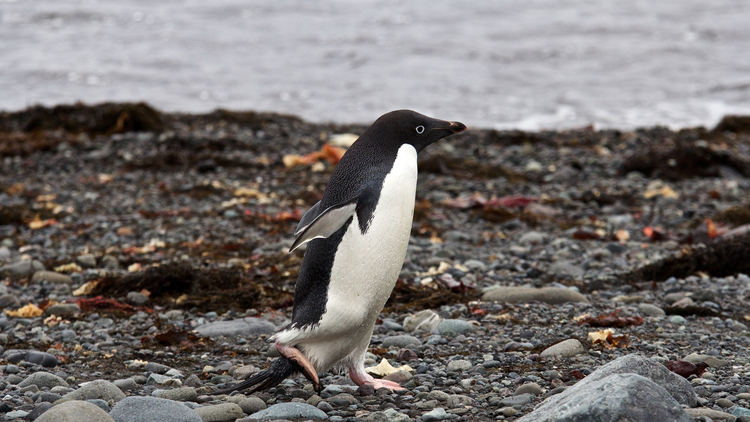 Adelie penguin on rocks
