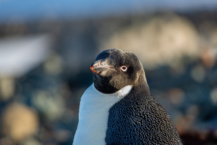 Adelie penguin