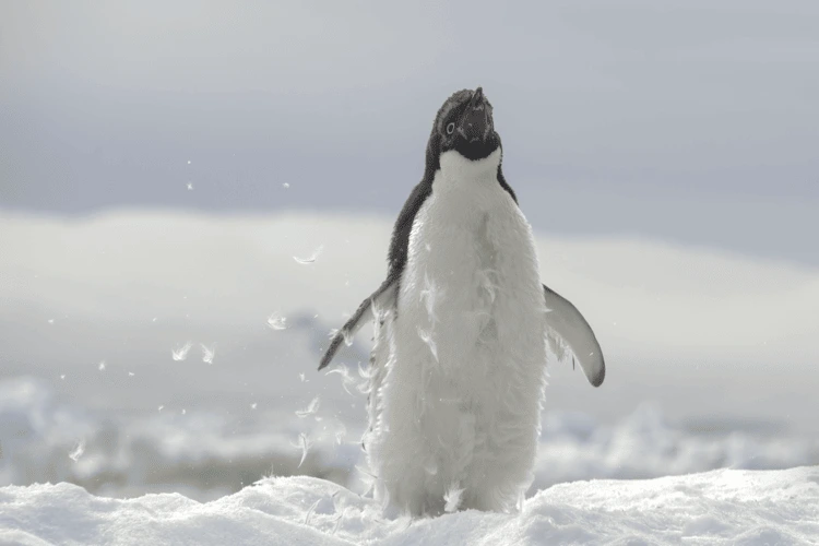 Adélie penguin shakes to loosen its feathers