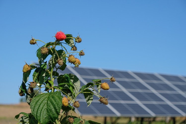 Agrovoltaics on raspberries. The bush of berries on the solar panel background. Copy space.