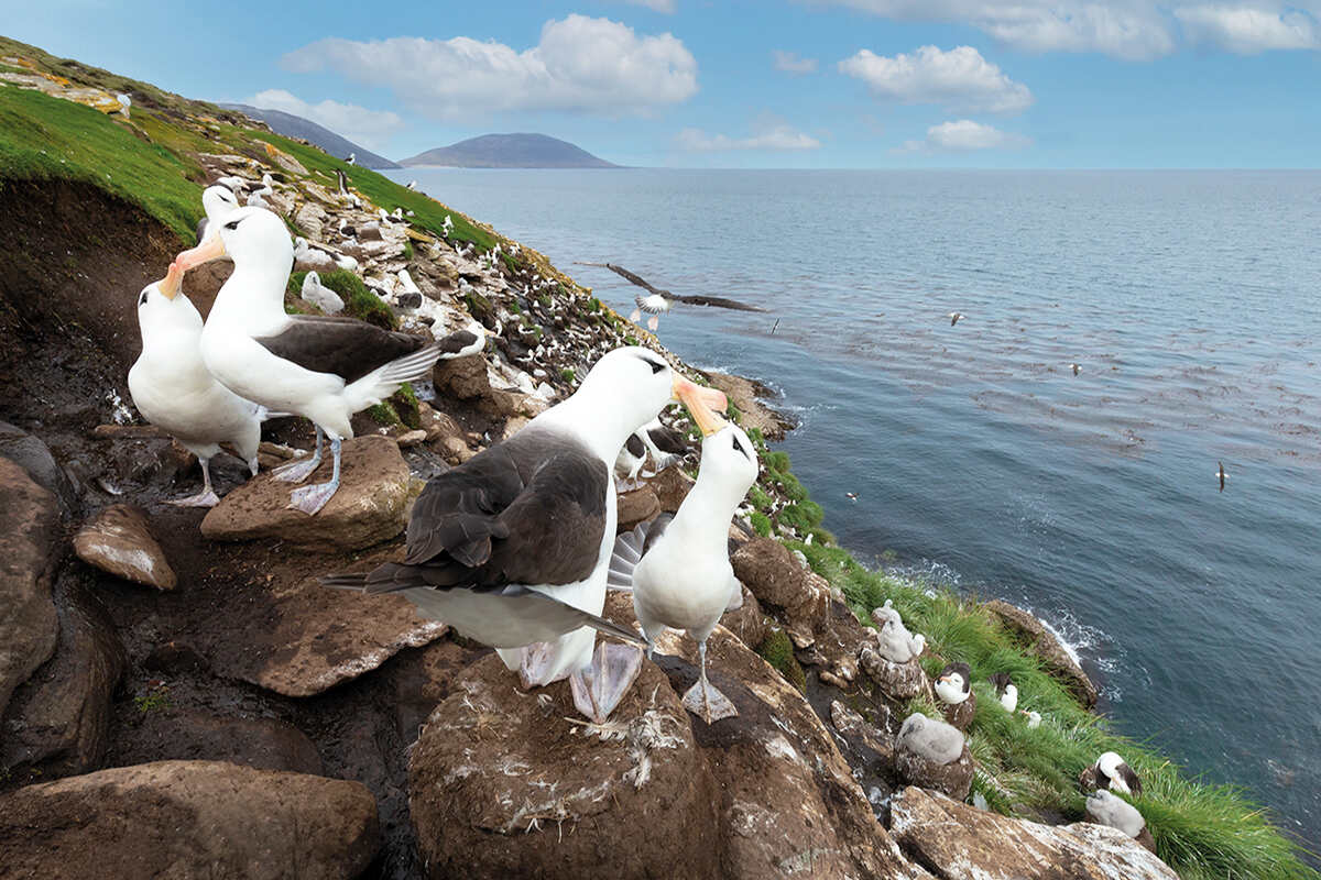 Black browed albatrosses on the falklands islands