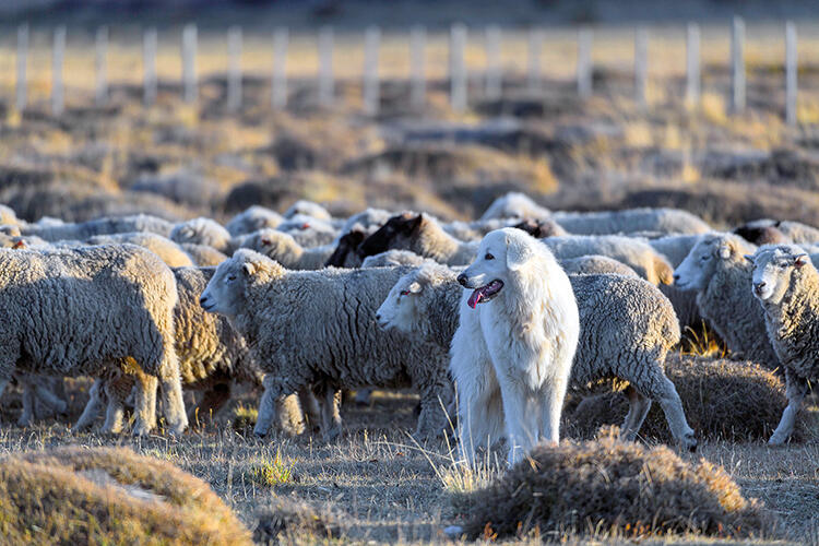 Maremma dogs bond with the sheep and protect them from predators