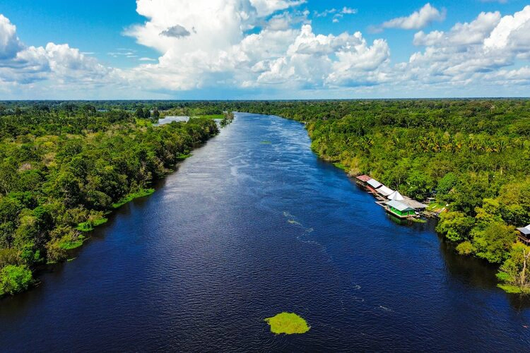 The Amazon Rainforest.