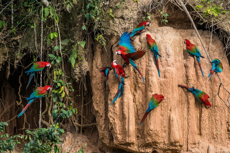 Macaws in the Peruvian Amazon jungle