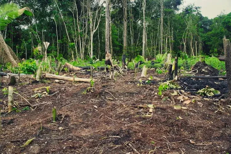 Photo of a deforested area in the Amazon rainforest. Amazon, Brazil 18.03.2025