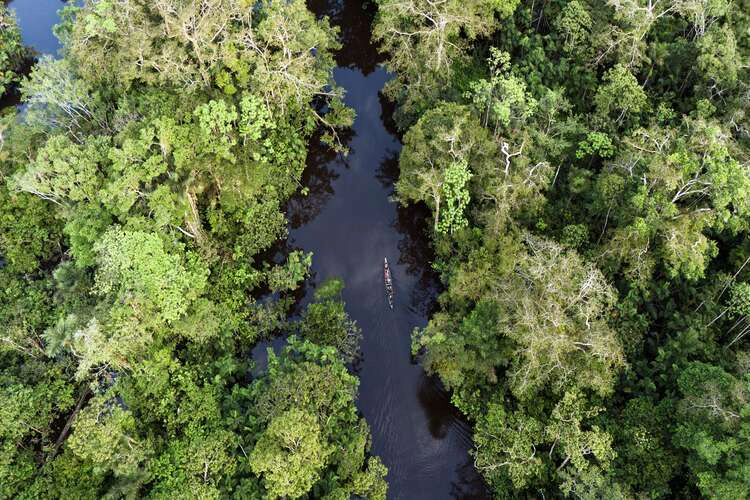 Aerial view of the Amazon rainforest between Ecuador and Peru in Yasuni National Park