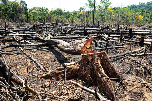 A story of deforestation and exploitation in the Amazon