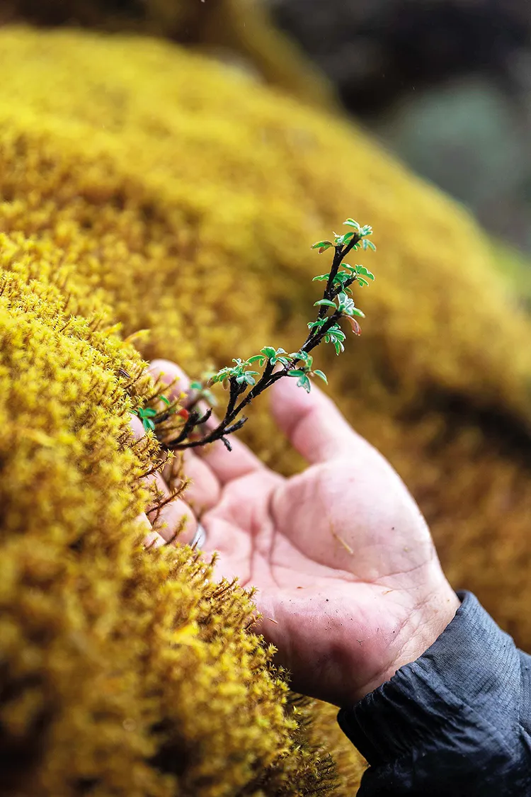 Un árbol joven de Polylepis. En quechua, "bosque de Polylepis" se traduce como "bosque encantado".