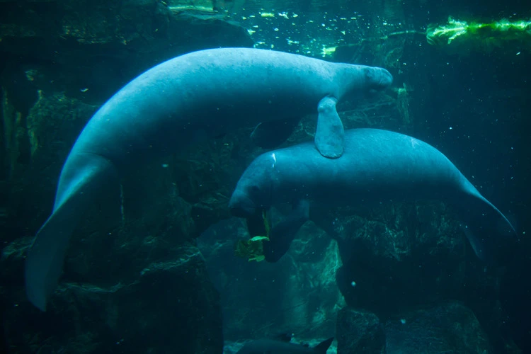 Antillean manatee (Trichechus manatus manatus).