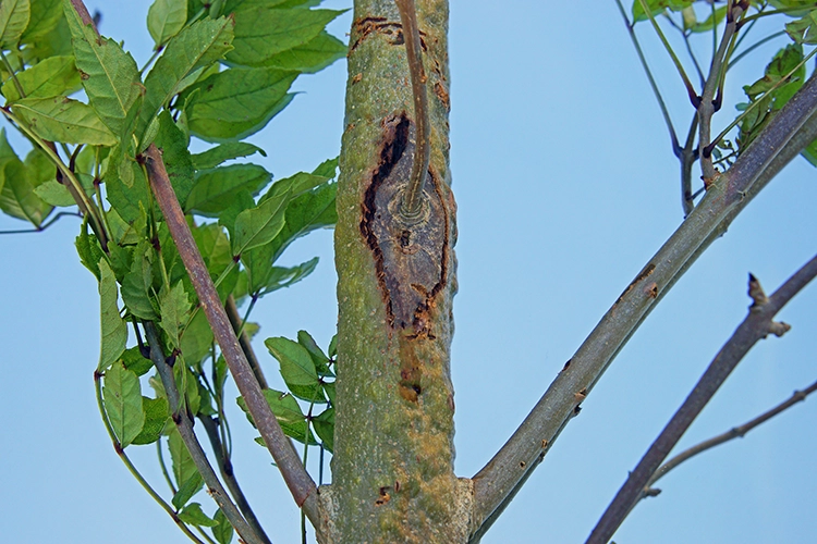 Close up of a diseased ash tree trunk with the Dieback fungus, Chalara fraxinea, on Painswick Beacon, Gloucestershire, UK
