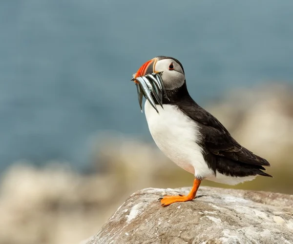 Atlantic puffin on rock, with sand eels in beak.