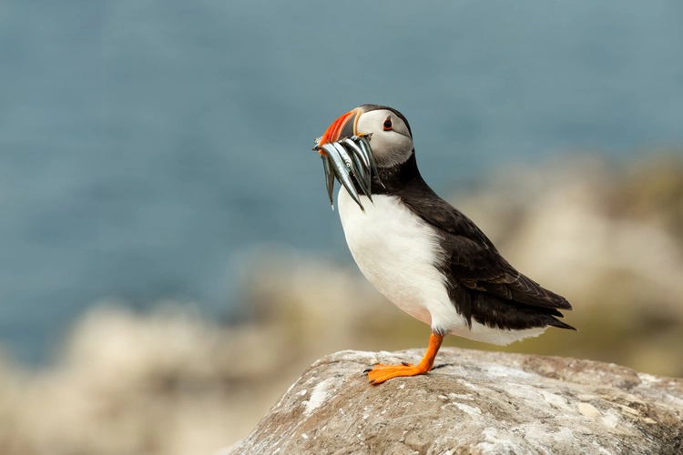 Atlantic puffin on rock, with sand eels in beak.