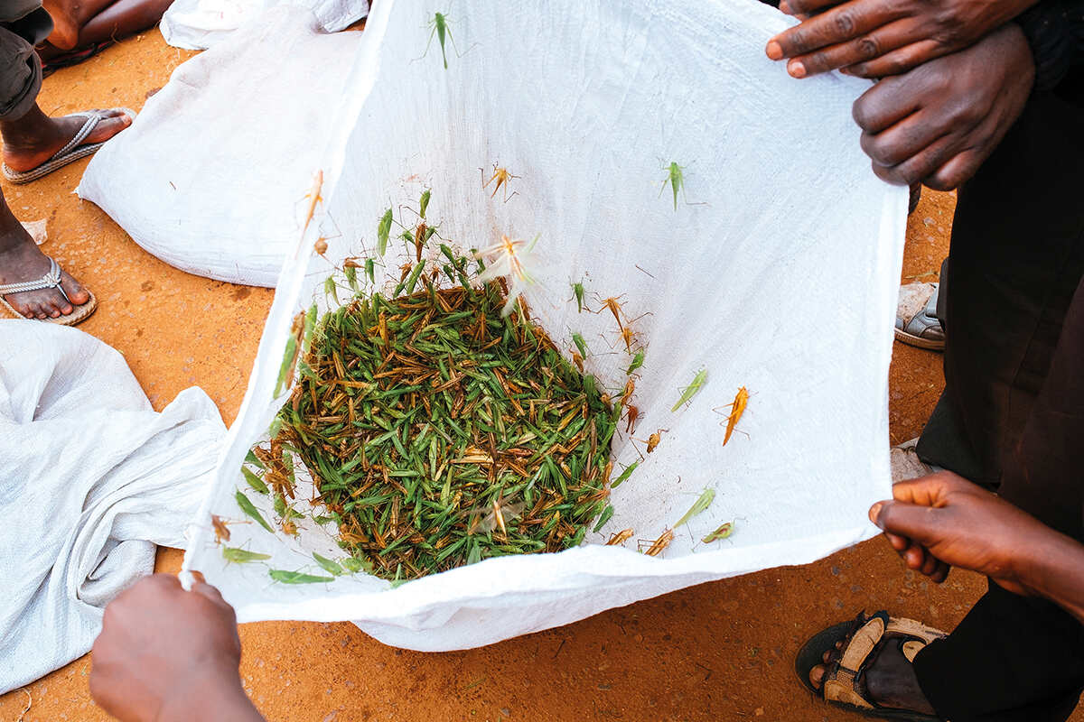 People hold open a white bag full of the grasshoppers