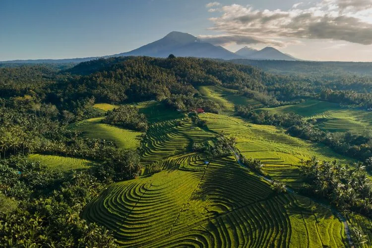 Aerial view of rice terrace and mountains in Bali, Indonesia