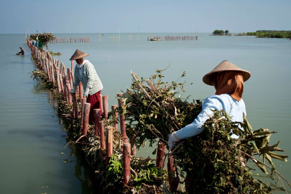 Sea walls being built from bamboo in Indonesia