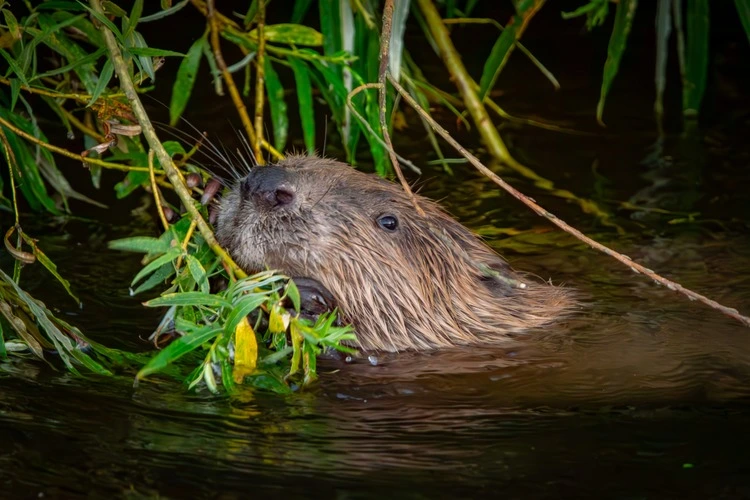 Beaver in water next to plants.