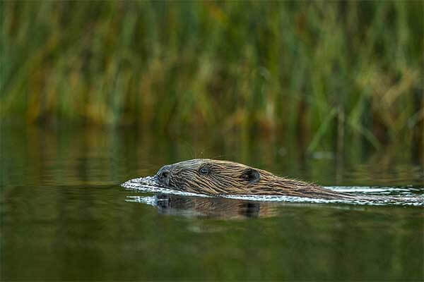 Podcast: Beavers return to Britain