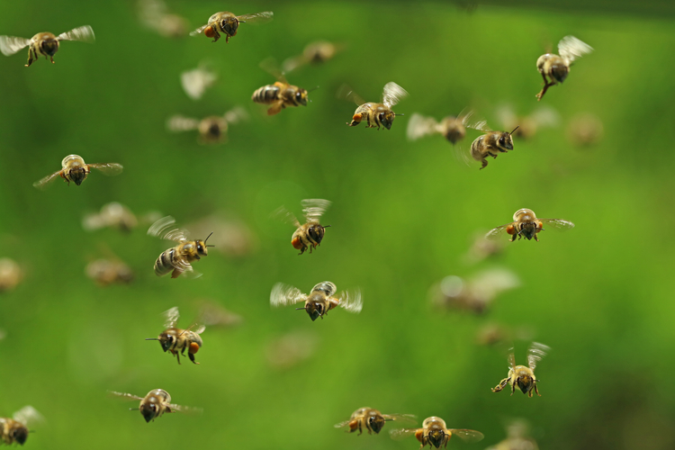 Bees in a swarm flying