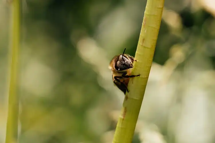 Bee on stem