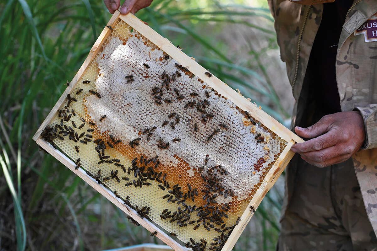 Close up of a man holding a frame of bees and honey