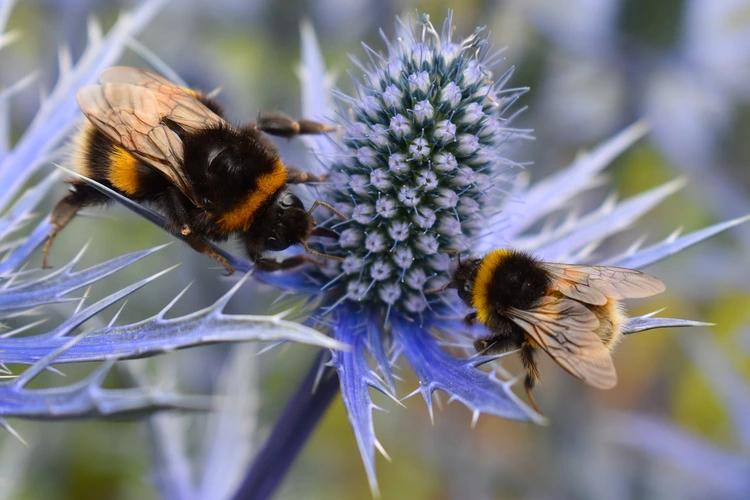 Bees on Blue eryngium