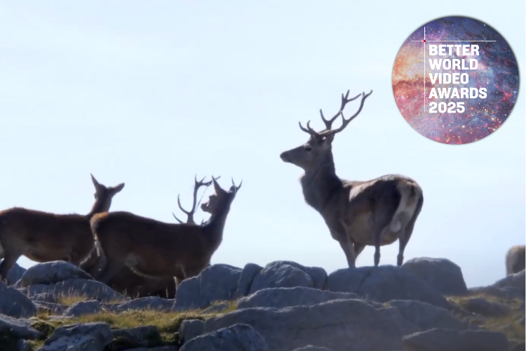 Clear on Deer screenshot