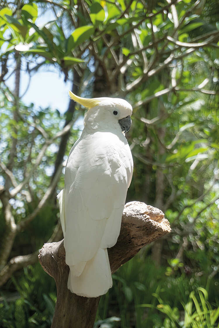 White cockatoo sitting on a branch