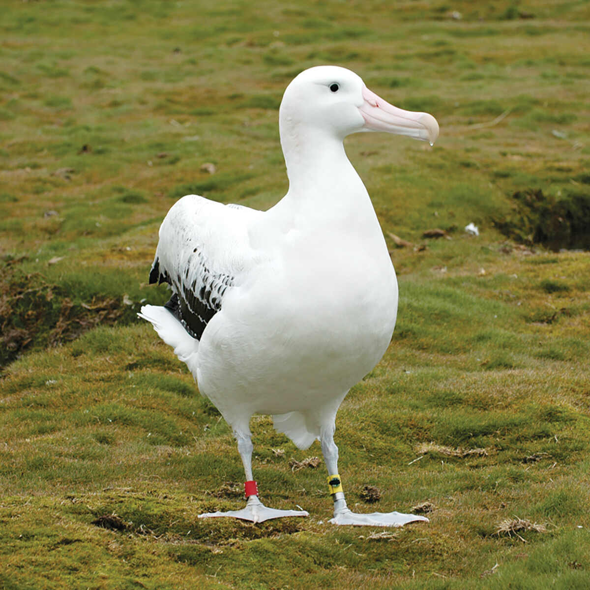 A wandering albatross on Bird Island, fitted with a geolocator