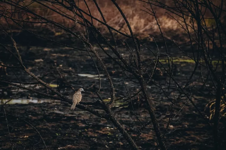 A bird in a tree afte a wildfire