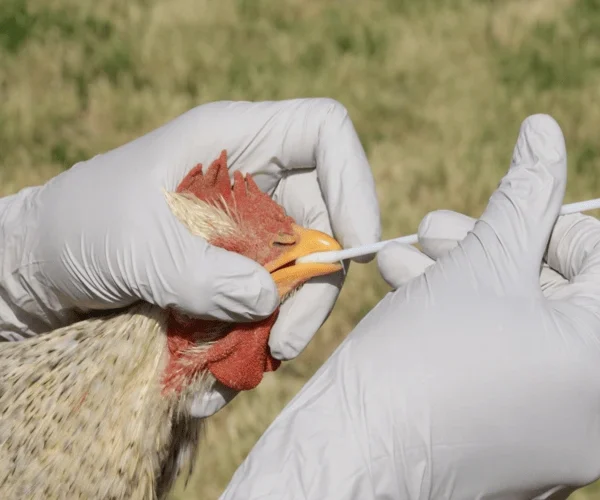 It can take 72 hours before the results of swab tests for bird flu are known