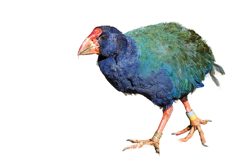 The endangered flightless takahē, which was once thought to be extinct