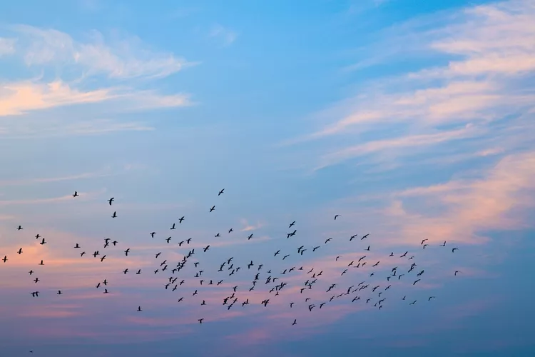 Birds flying in the sky