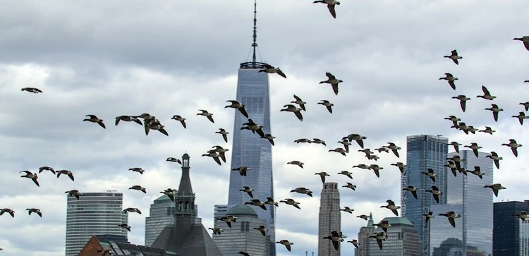 birds flying in front of downtown manhattan new york city skyline with tall skyscraper buildings canada geese flock cloudy sky
