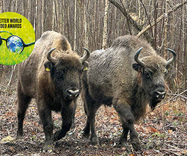 Bison in kent wilder blean project kent wildlife trust better world video awards